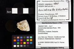Foto (Objket + Etiketten) von Cracensigillatus acutirostris (Moericke, 1889) 